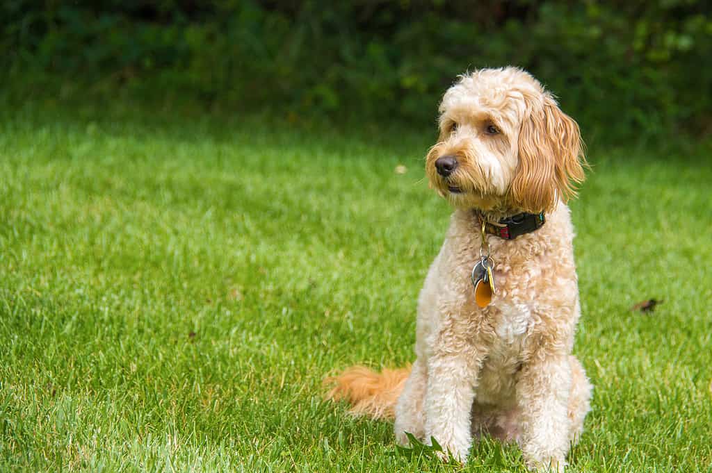 Goldendoodle, Puppy, Nature, Sitting, Small