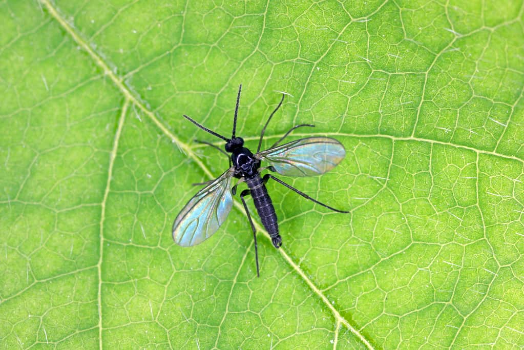 Dark-winged fungus gnat on a green leaf.
