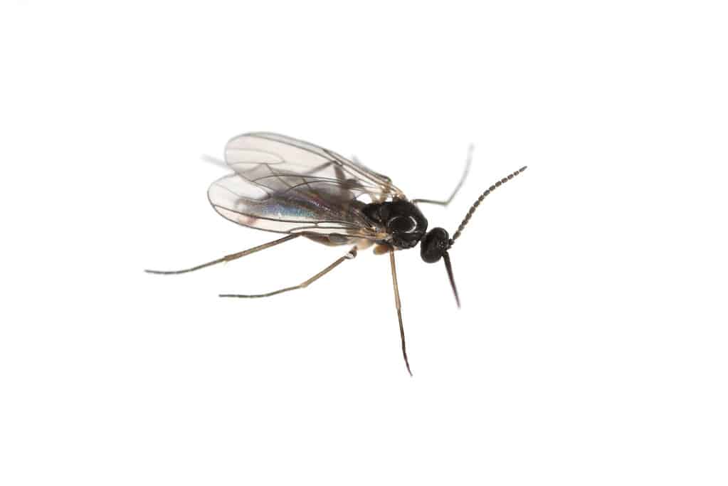 Black-winged fungus gnat, commonly found in moist, dark areas.