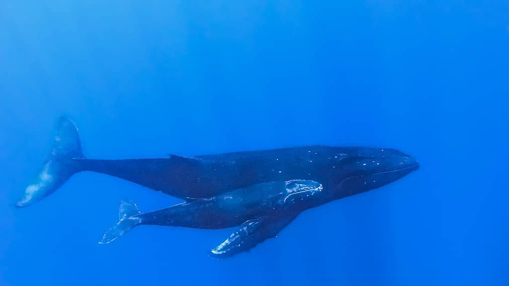 Earthquakes can severely impact whales' ability to find food. 