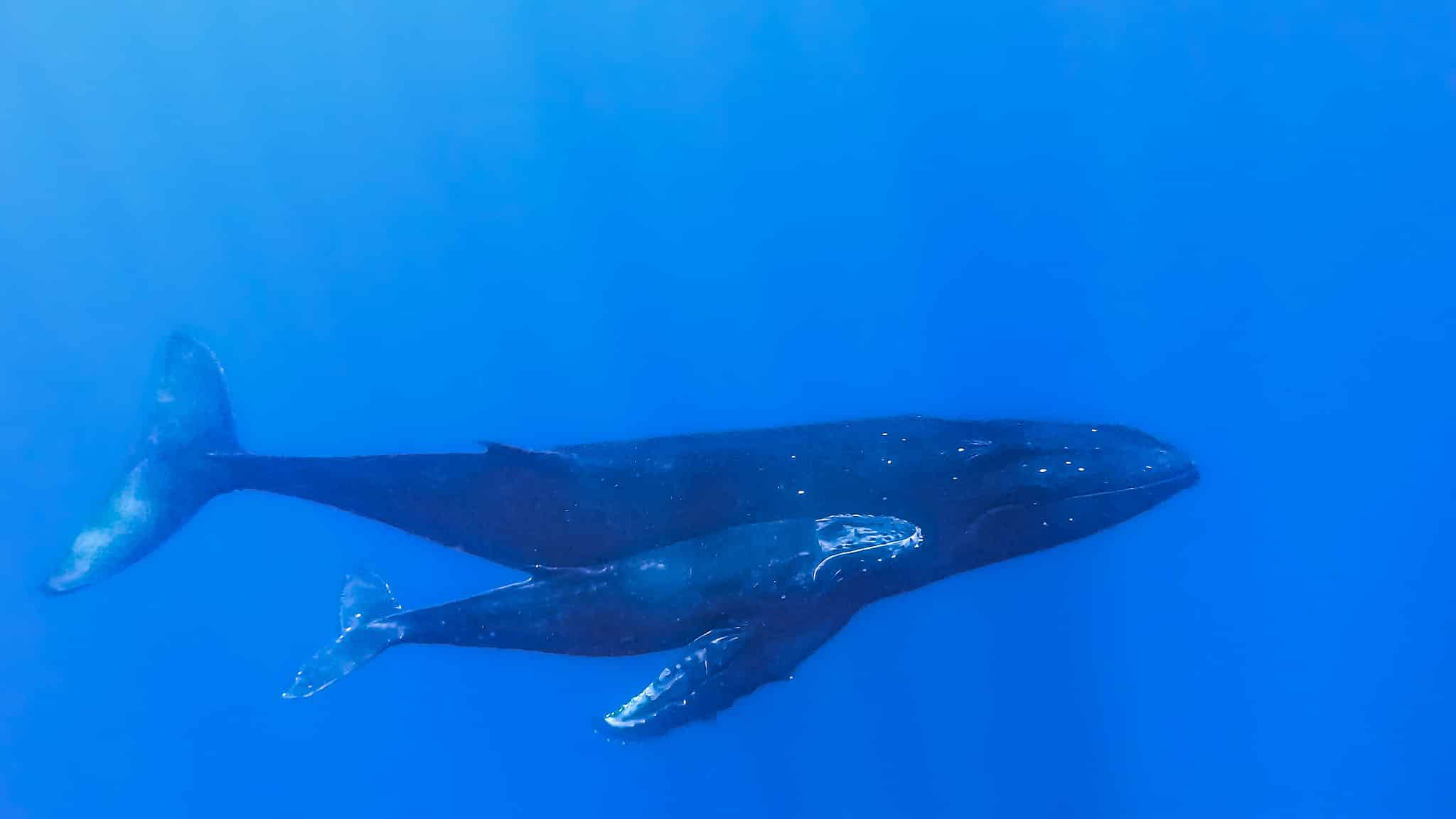 How Long Can Blue Whales Hold Their Breath? - A-Z Animals