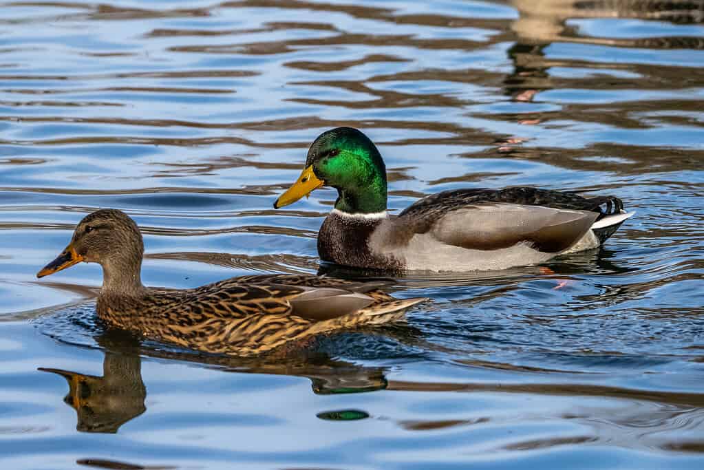 A pair of Mallard ducks swimming.