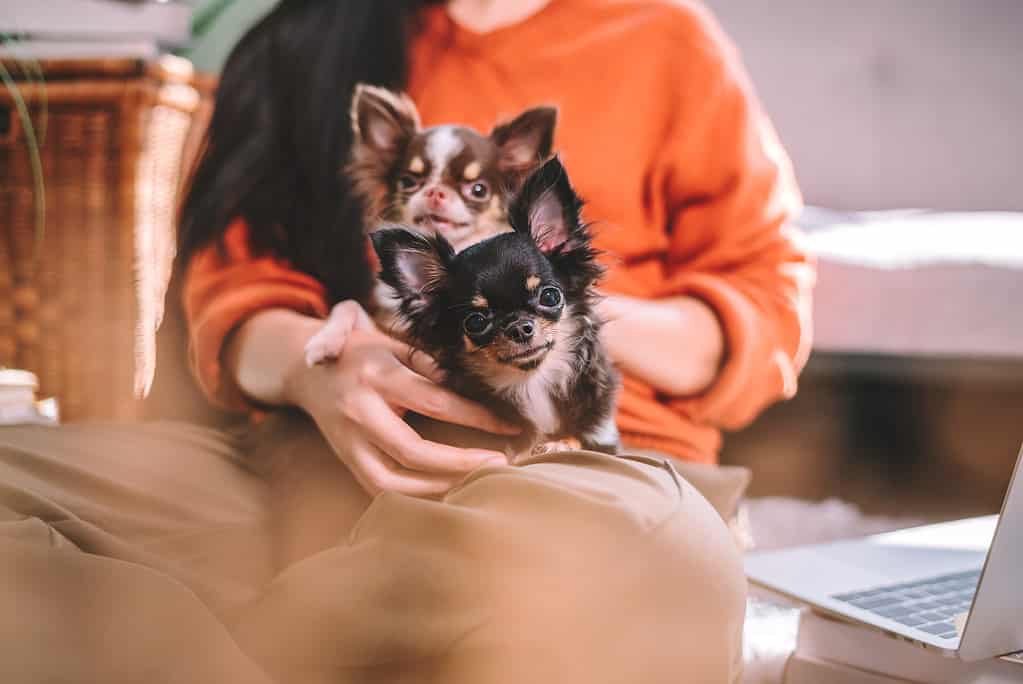 Long-haired Chihuahuas