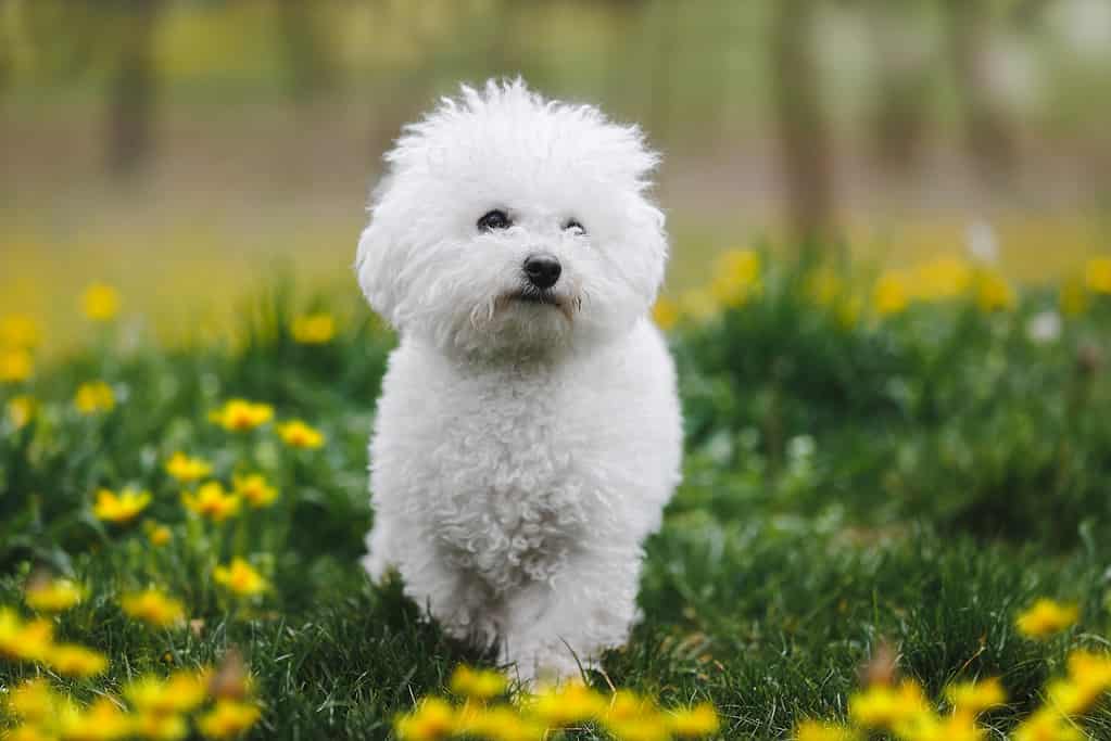 Bichon frisé getting exercise