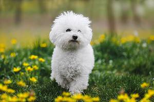 The 10 Most Common Health Problems in Bichon Frises Picture