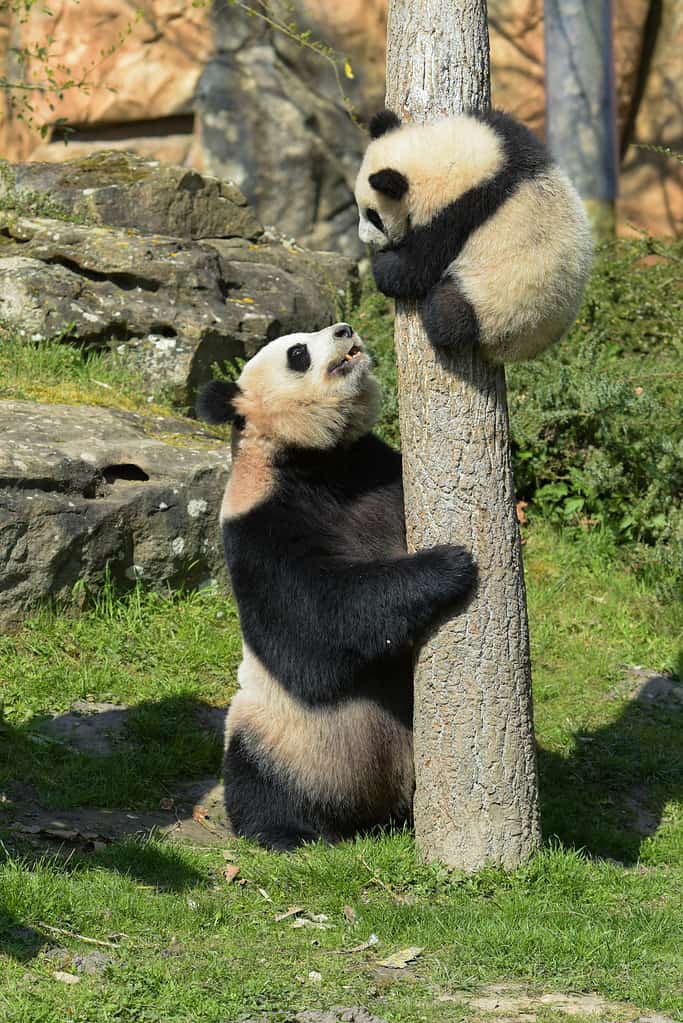 young panda climbing a tree under the supervision of his mother in a park