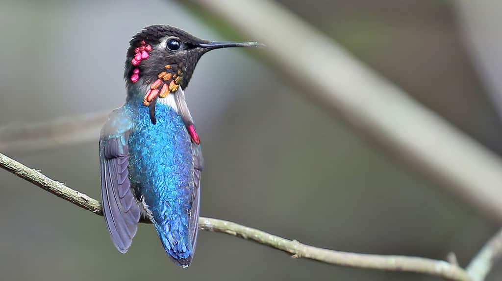 Bee hummingbird lives in Cuba