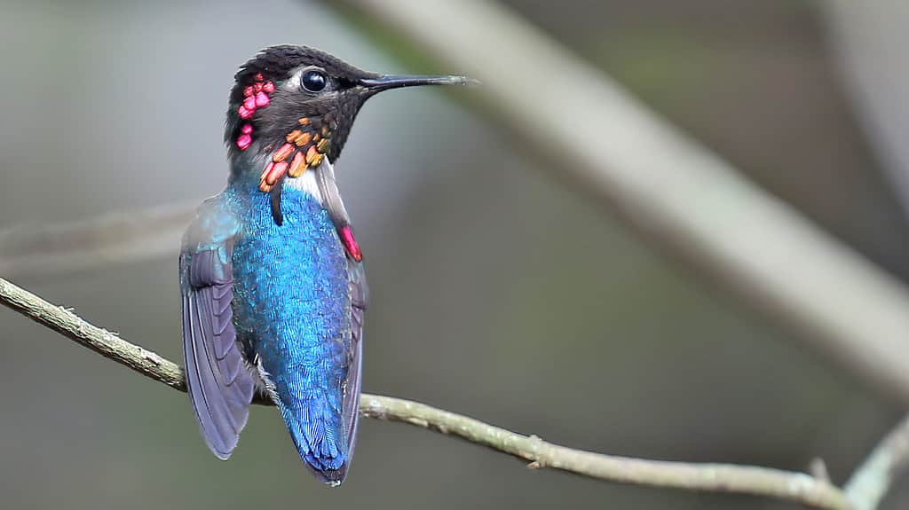 Endemic to Cuba, the bee hummingbird is the smallest dinosaur on Earth.