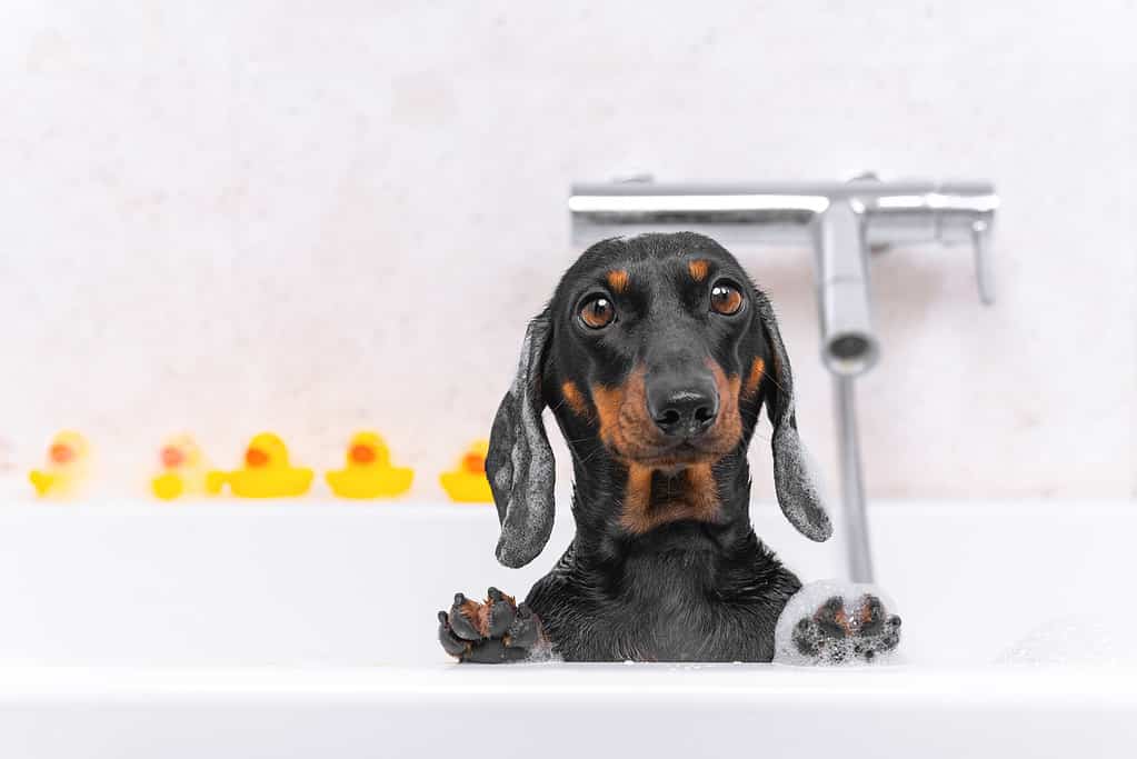 Dachshund bathing