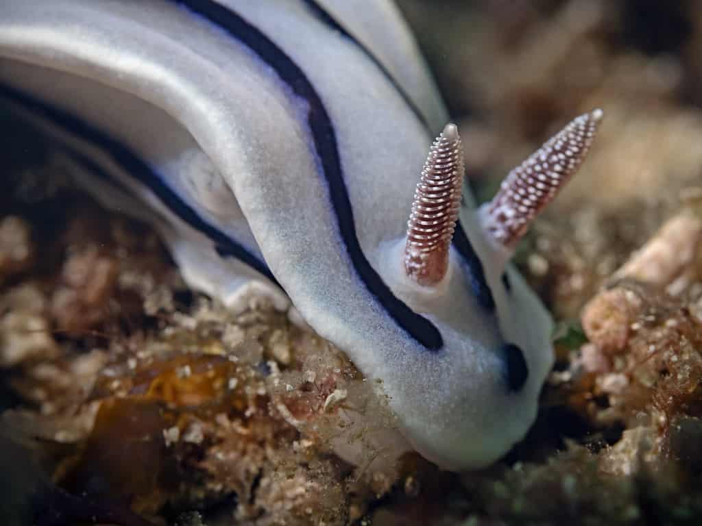 Chromodoris Willani Animal Facts - Goniobranchus willani - A-Z Animals