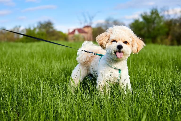 Maltipoo on a leash
