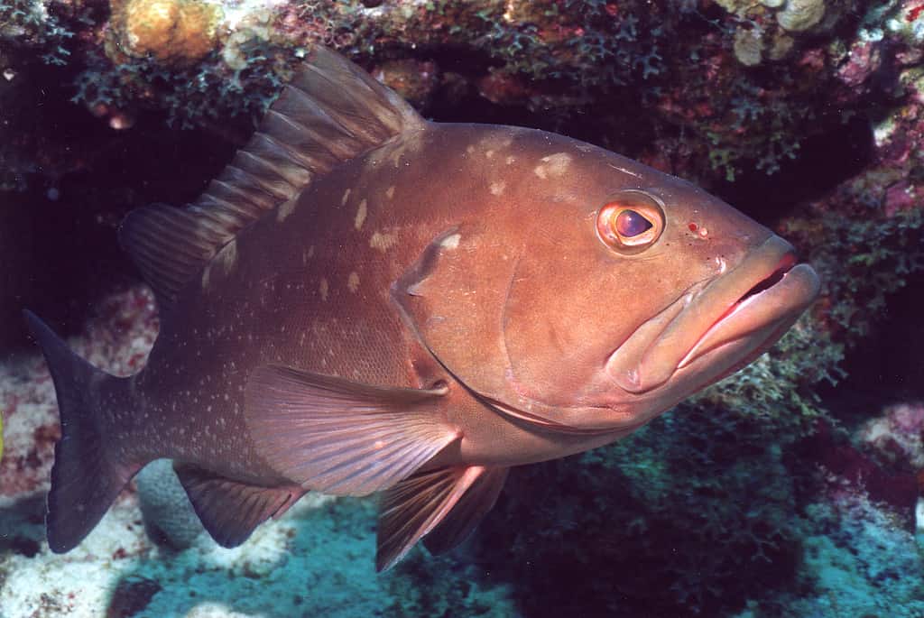 Red Grouper on reef in the Dry Tortugas, Gulf of Mexico
