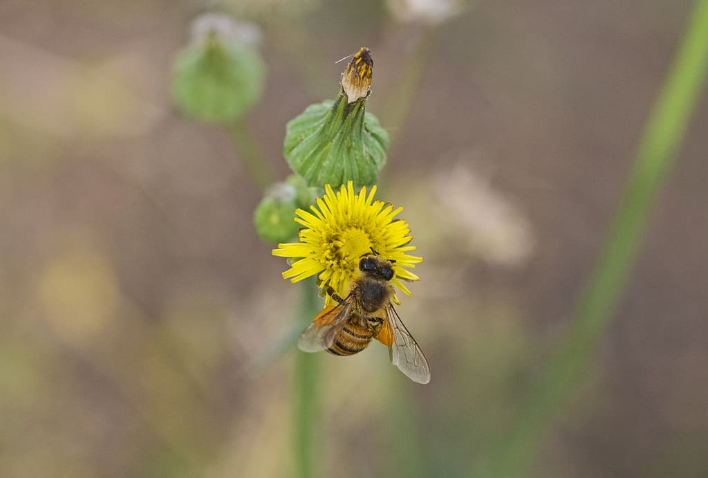 Giant Honey Bee- types of honey bees