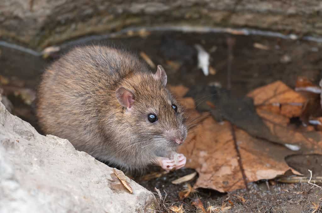 Brown rat, Rattus norvegicus