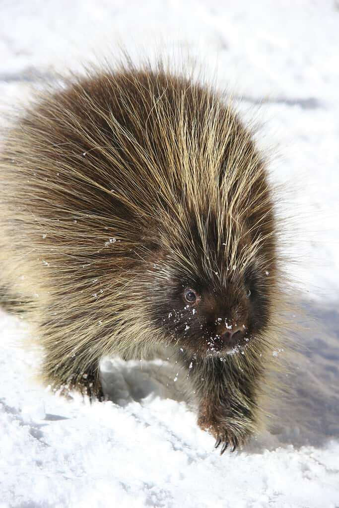 Porcupine in the snow