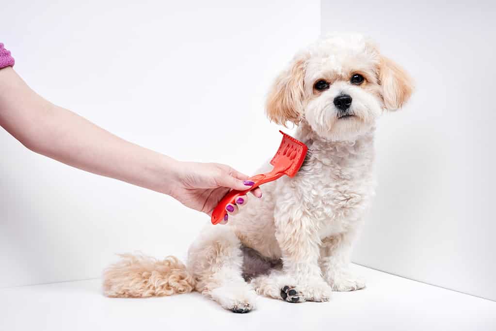 Brushing a Maltipoo can help reduce allergens 