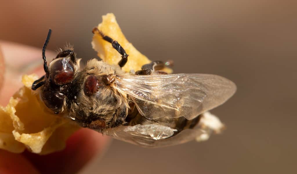 Bee with Varroa mites