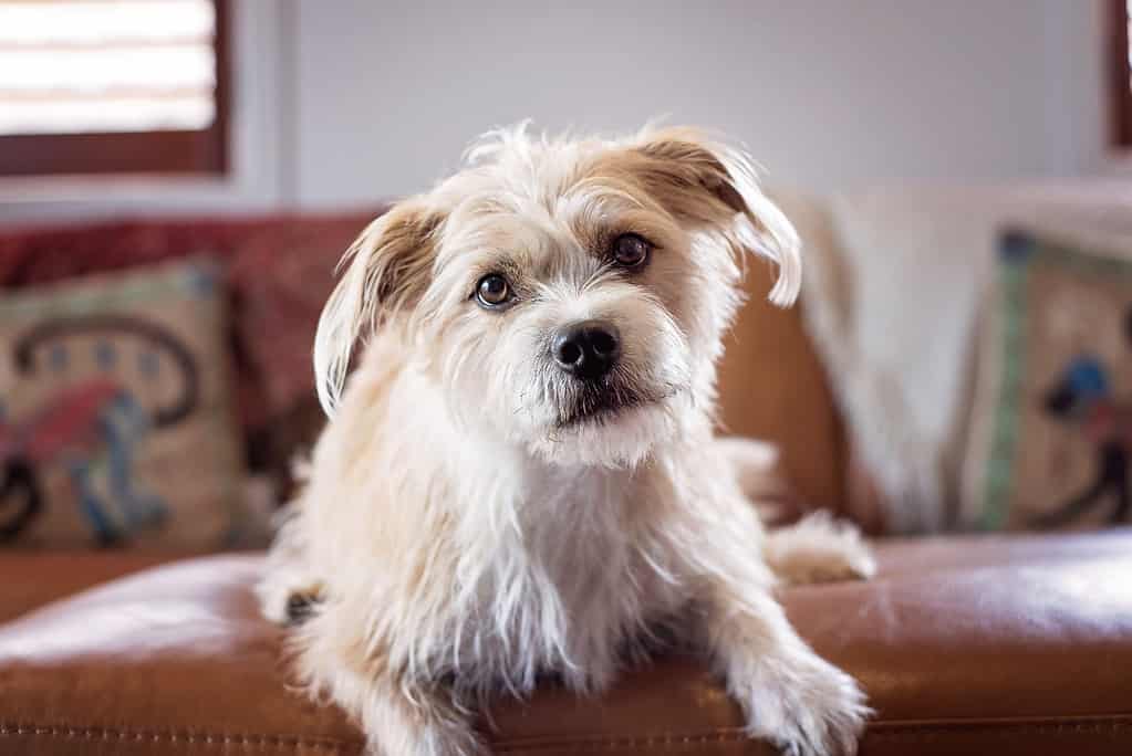 What Kind of Dog Is Benji? Breed Information, Pictures and Facts - A-Z ...