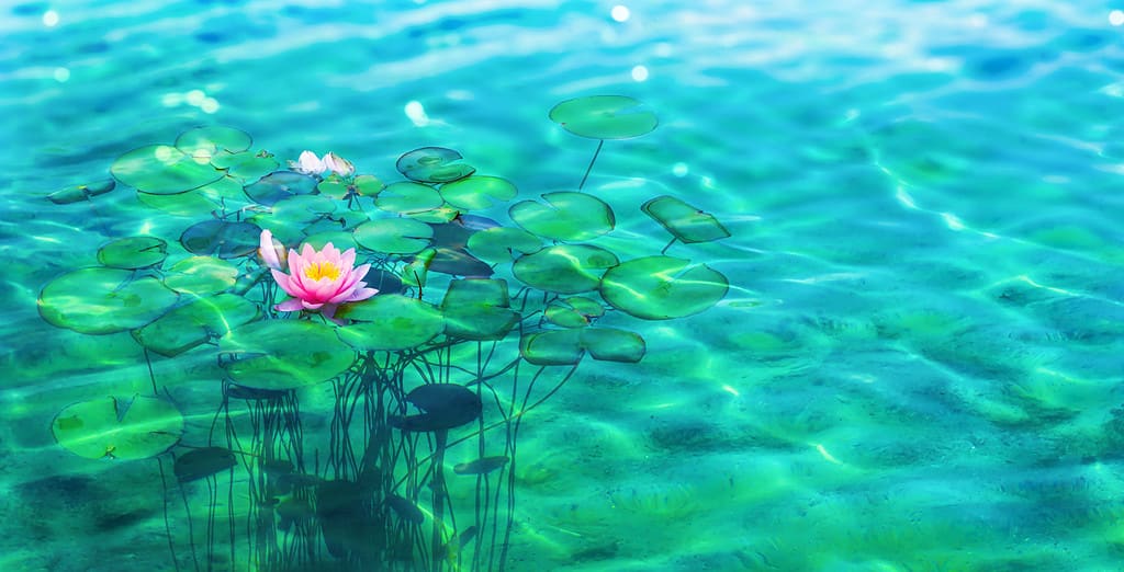 Water Lily, Underwater, Backgrounds, Beauty In Nature, Blossom
