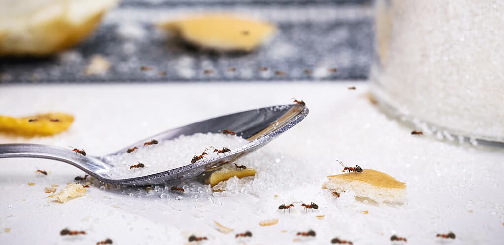 Ants on sugar spoon