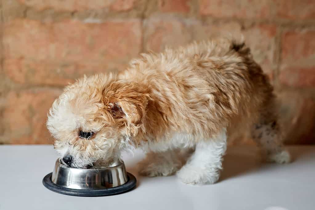 Maltipoo puppy eating