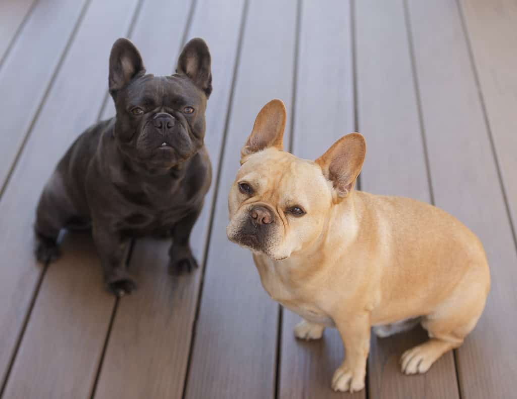 when does a male french bulldog stop growing?