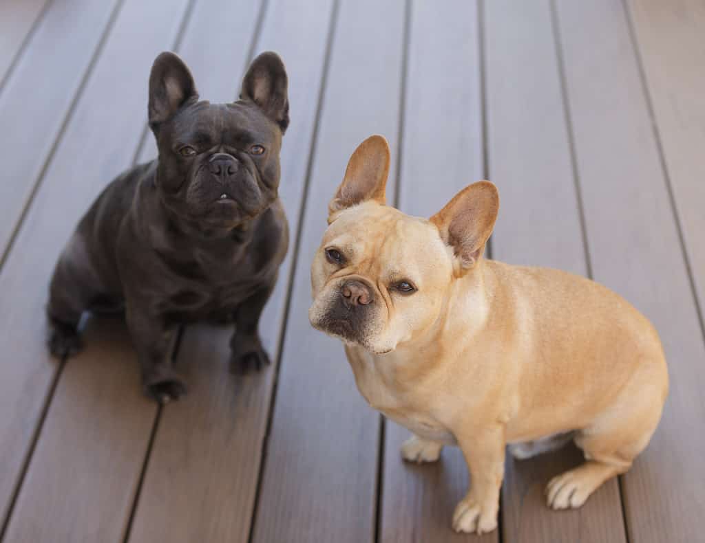 Red tan and Blue Isabella Frenchies looking up