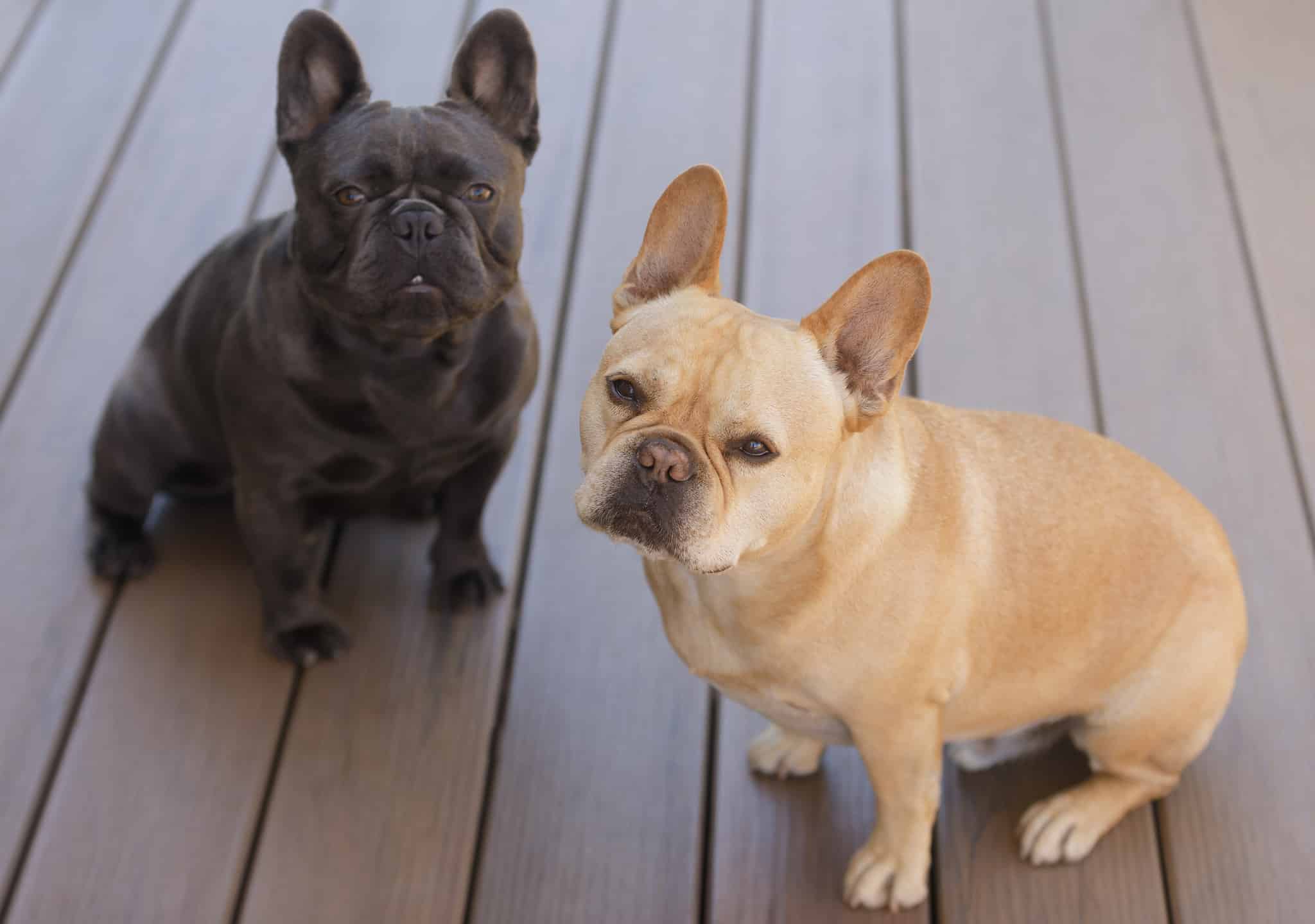 Are French Bulldogs Hypoallergenic?