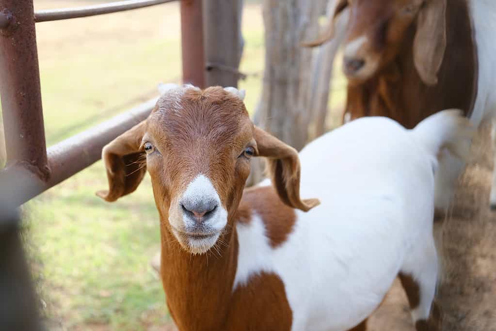 Boer goat