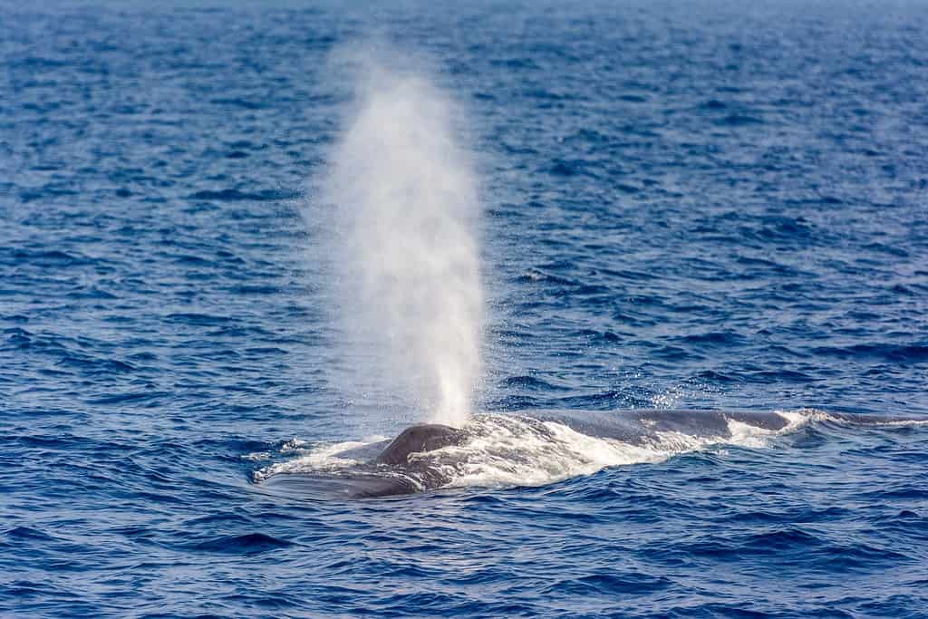 A Blue Whale blowing air on the surface of the sea