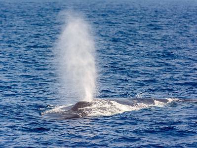 A Watch a Blue Whale With a Sense of Humor Perfectly Times an Exhale From Its Blowhole