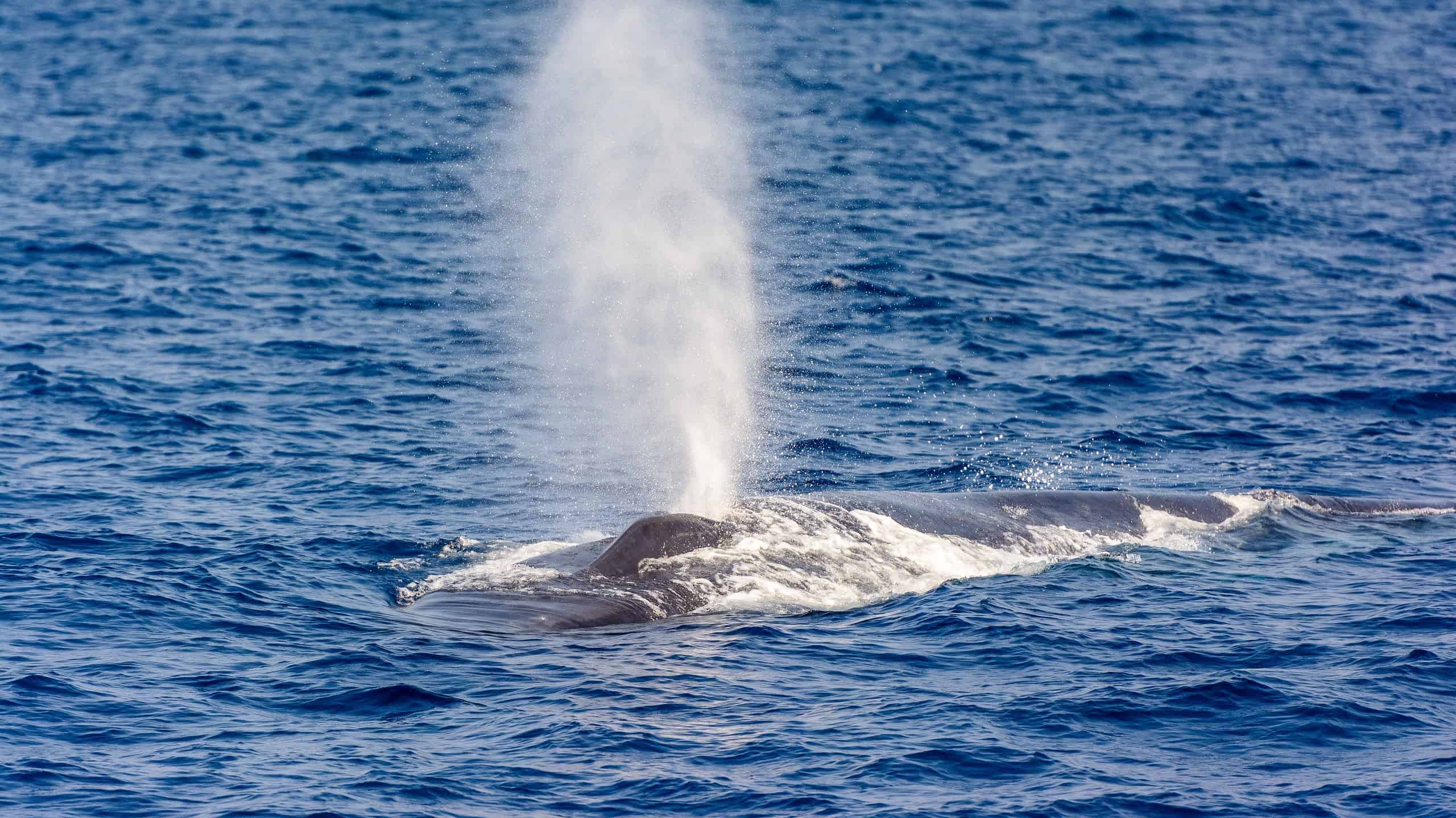 Watch a Gargantuan Blue Whale Pass Directly Beneath a Boat Full of