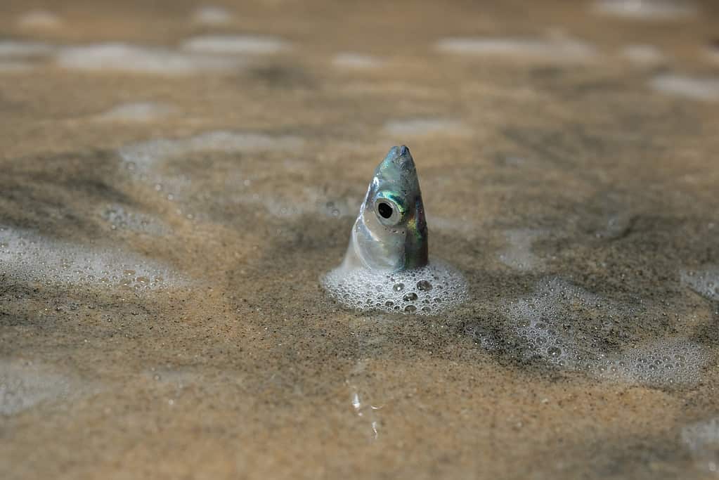 Grunion laying eggs