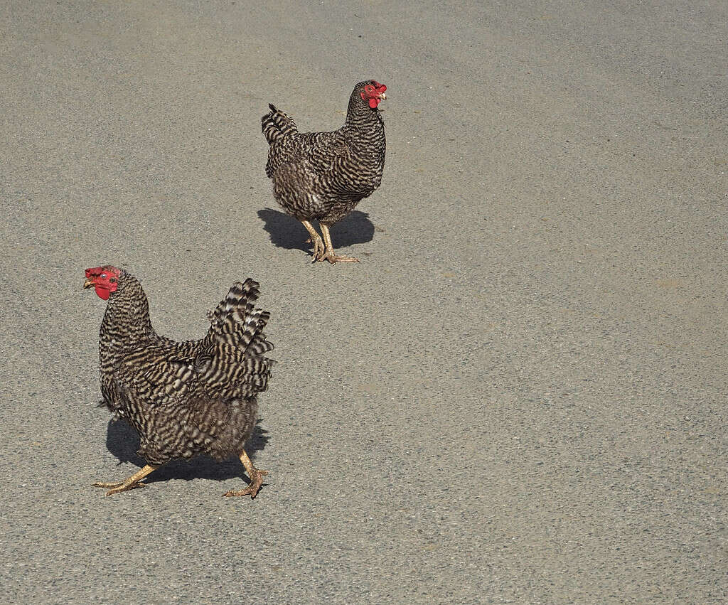 California gray chickens are part of the dumbest birds in the U.S.