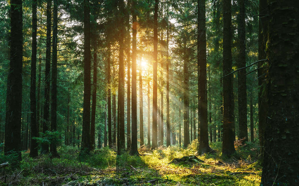 Forest with sun streaming behind trees