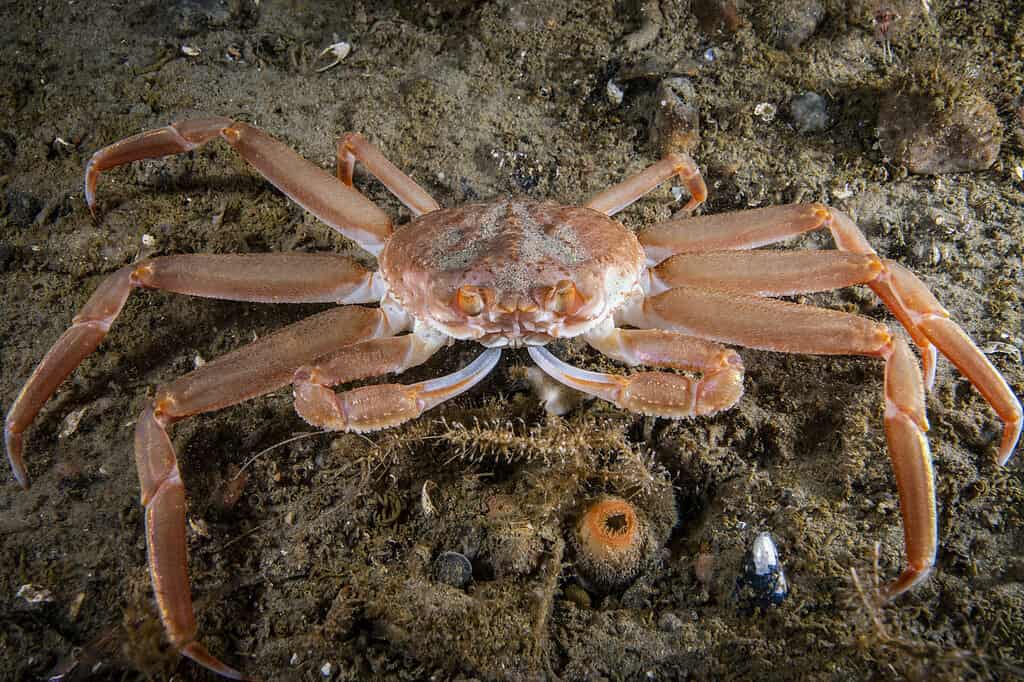 Snow crab underwater on the ocean floor in Alaska. 