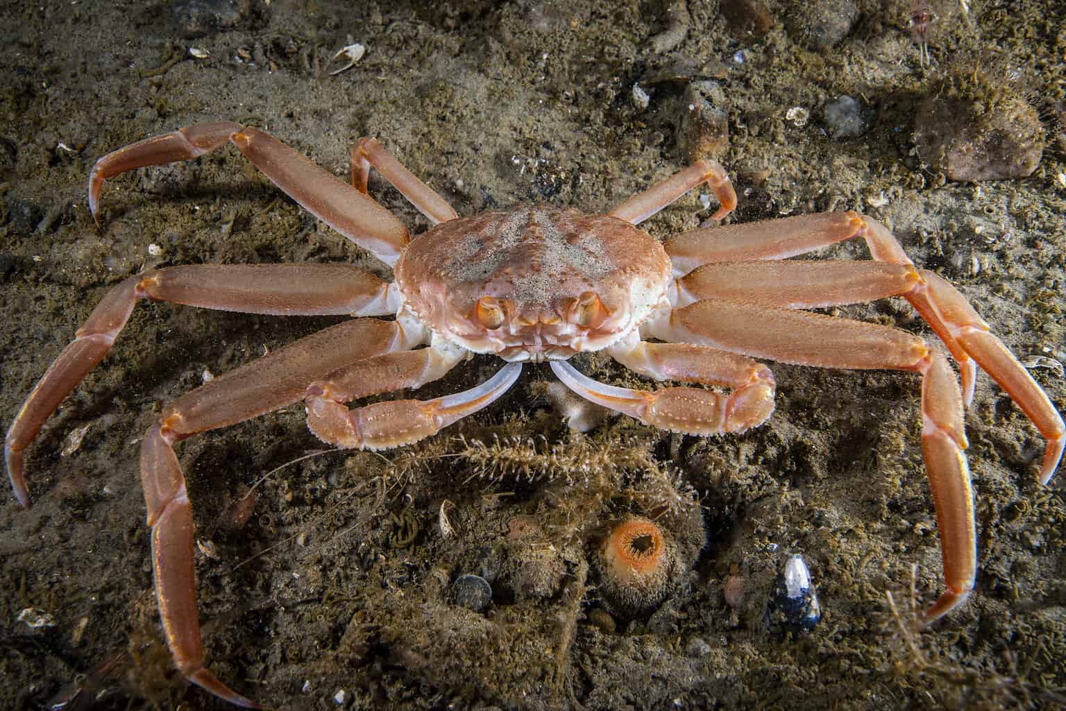 How Many Legs Do Crabs Have? 14 Interesting Facts About Crabs - A-Z Animals
