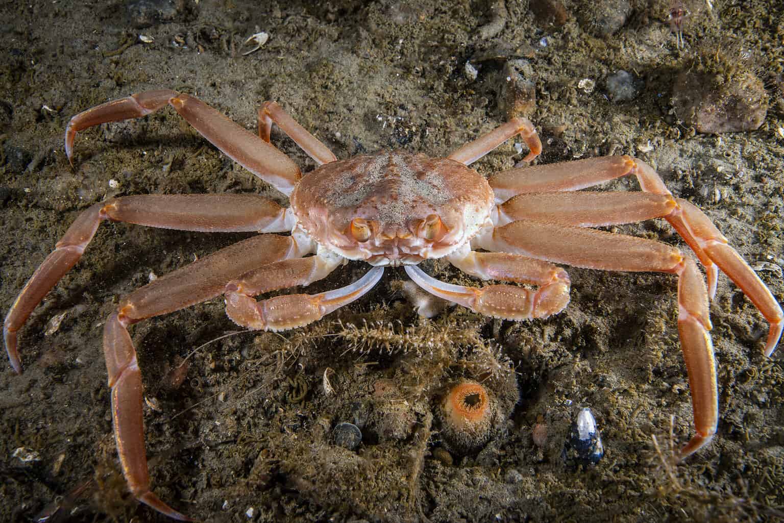 How To Tell A King Crab From A Snow Crab In Seconds A Z Animals How To Tell A King Crab From A Snow Crab In Seconds A Z Animals