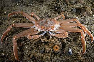 The Most Expensive Crab Ever Sold Cost More Than Most Cars! Picture