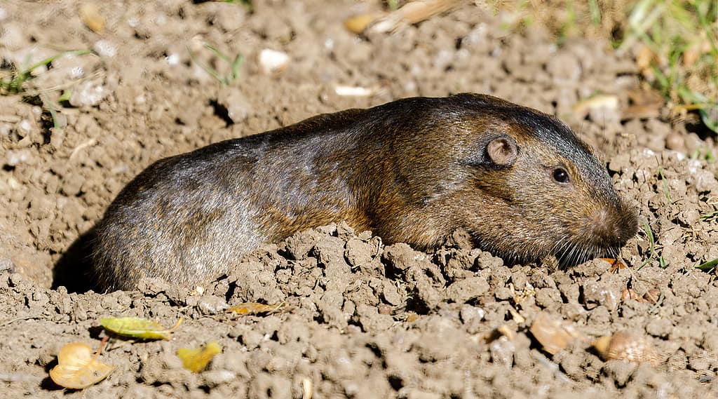 Botta's pocket gopher (Thomomys bottae)