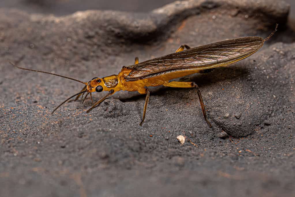 The stonefly has specialized gills for improved oxygen uptake
