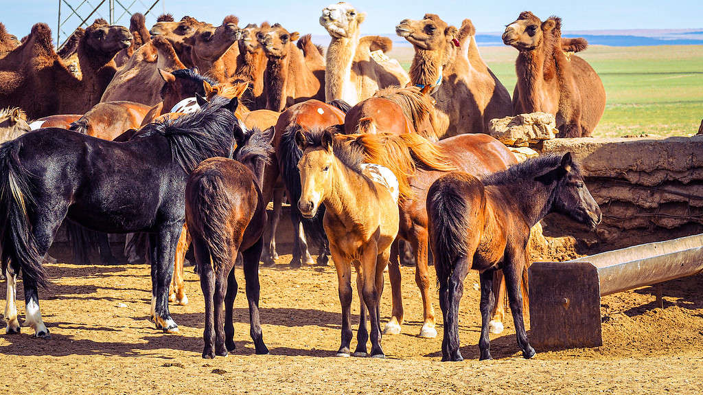 Horses are slightly faster than camels