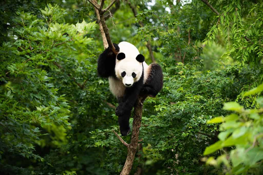 Giant Panda Bei Bei in a tree