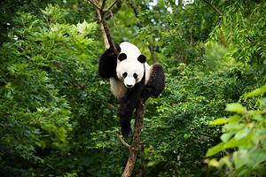 Are Pandas Endangered, and How Many Are Left in the World? Picture