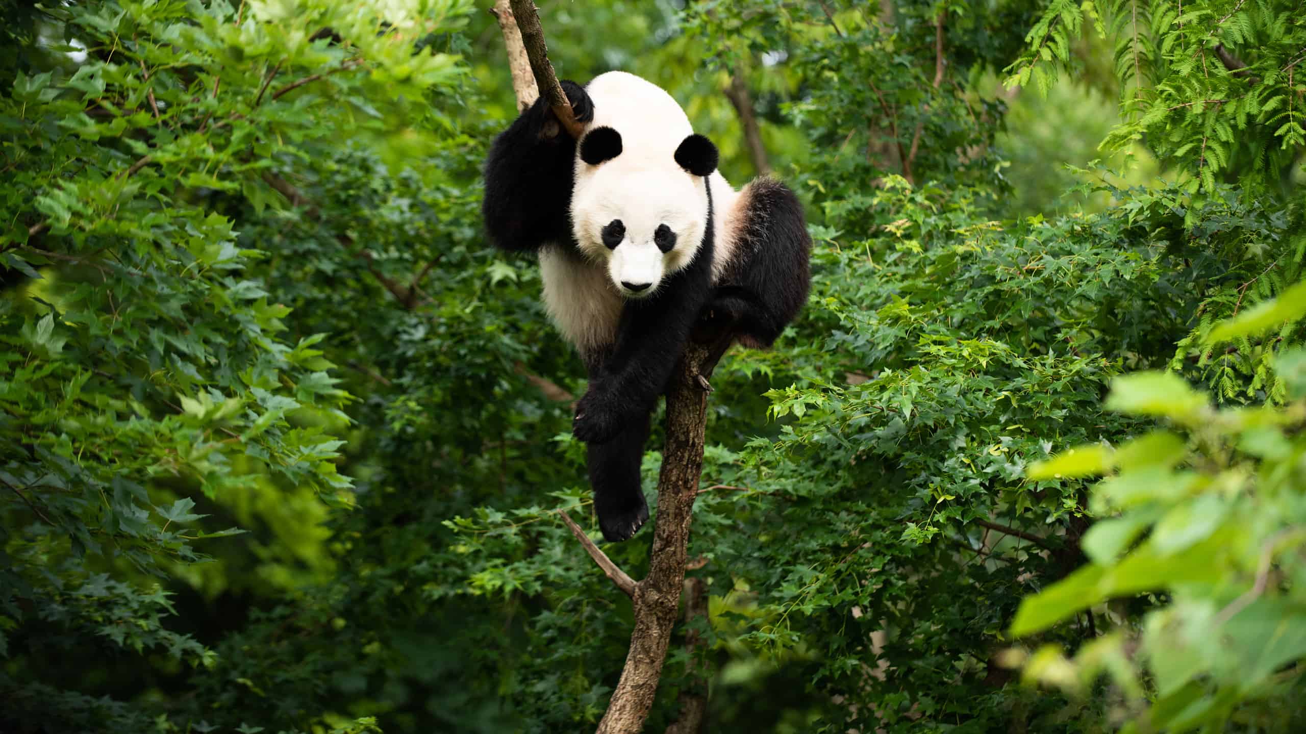 Giant Panda Bei Bei in a tree