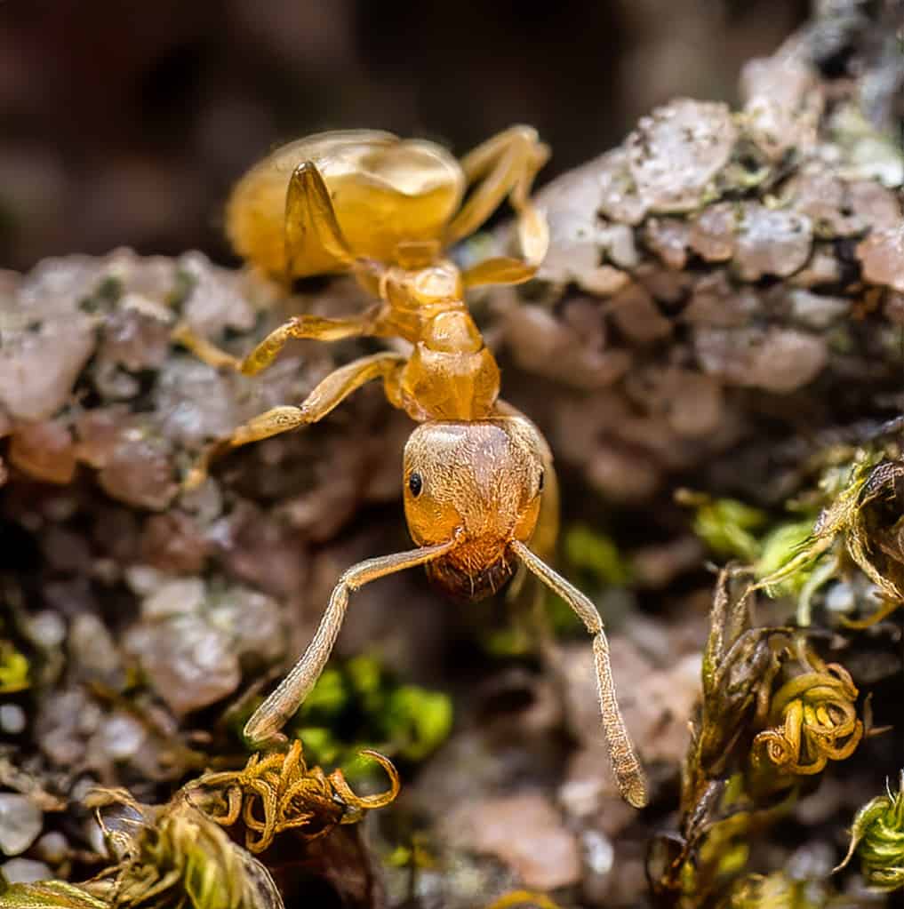 Yellow shadow ant is one of the types of ants set to emerge in Michigan this summer.