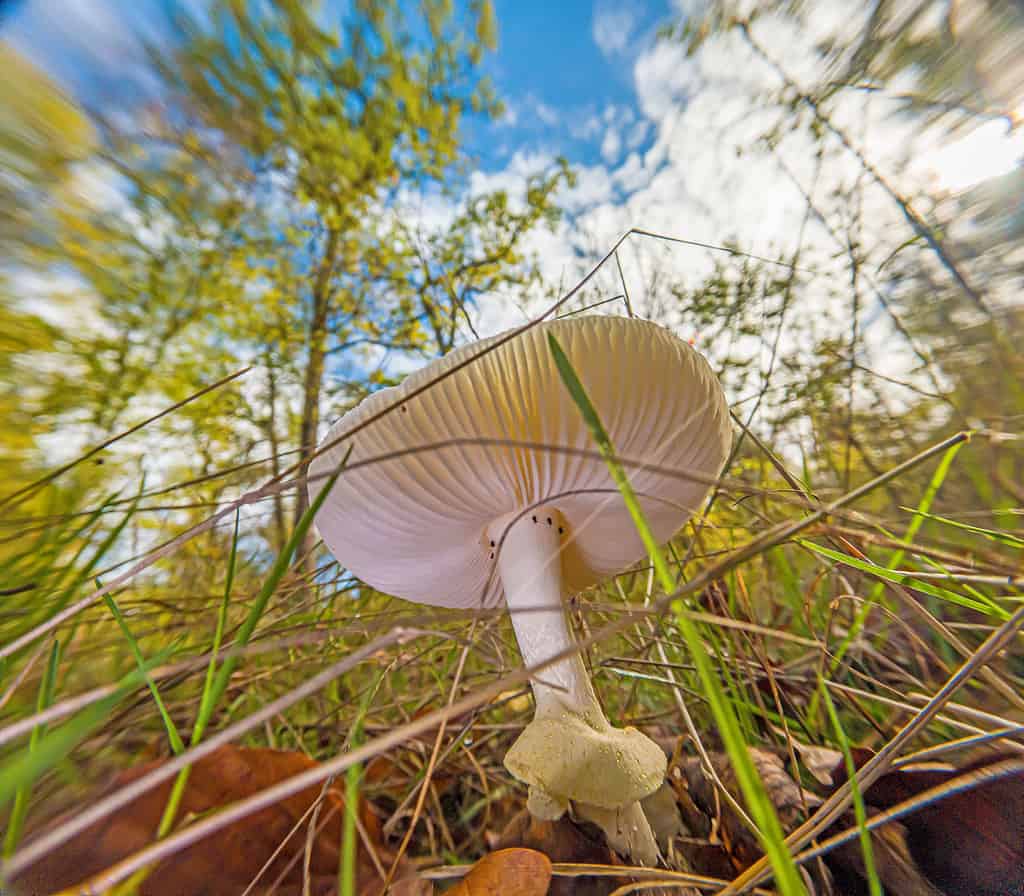 Puff balls or death caps? : r/Mushrooms