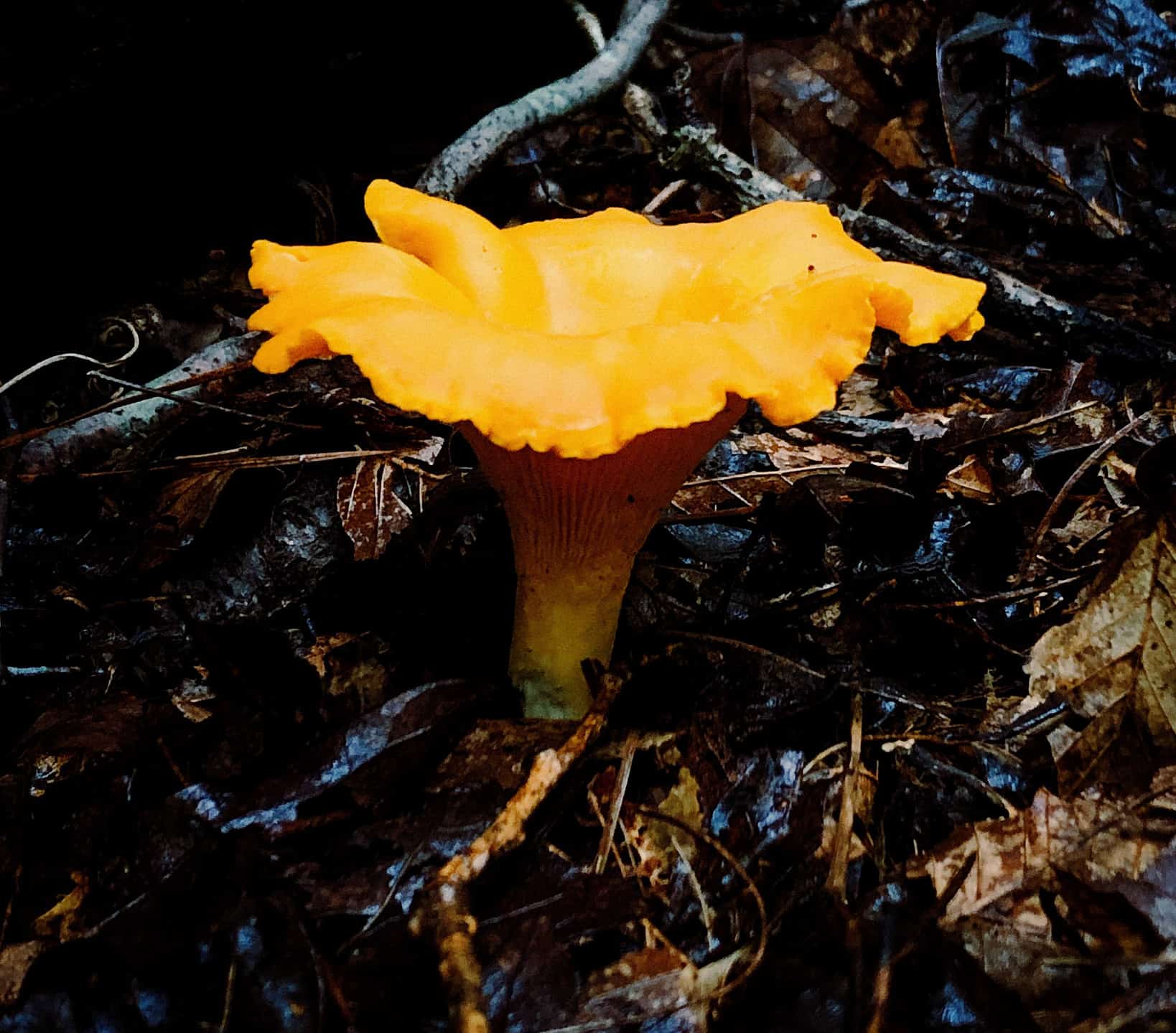 How to Find Chanterelle Mushrooms AZ Animals