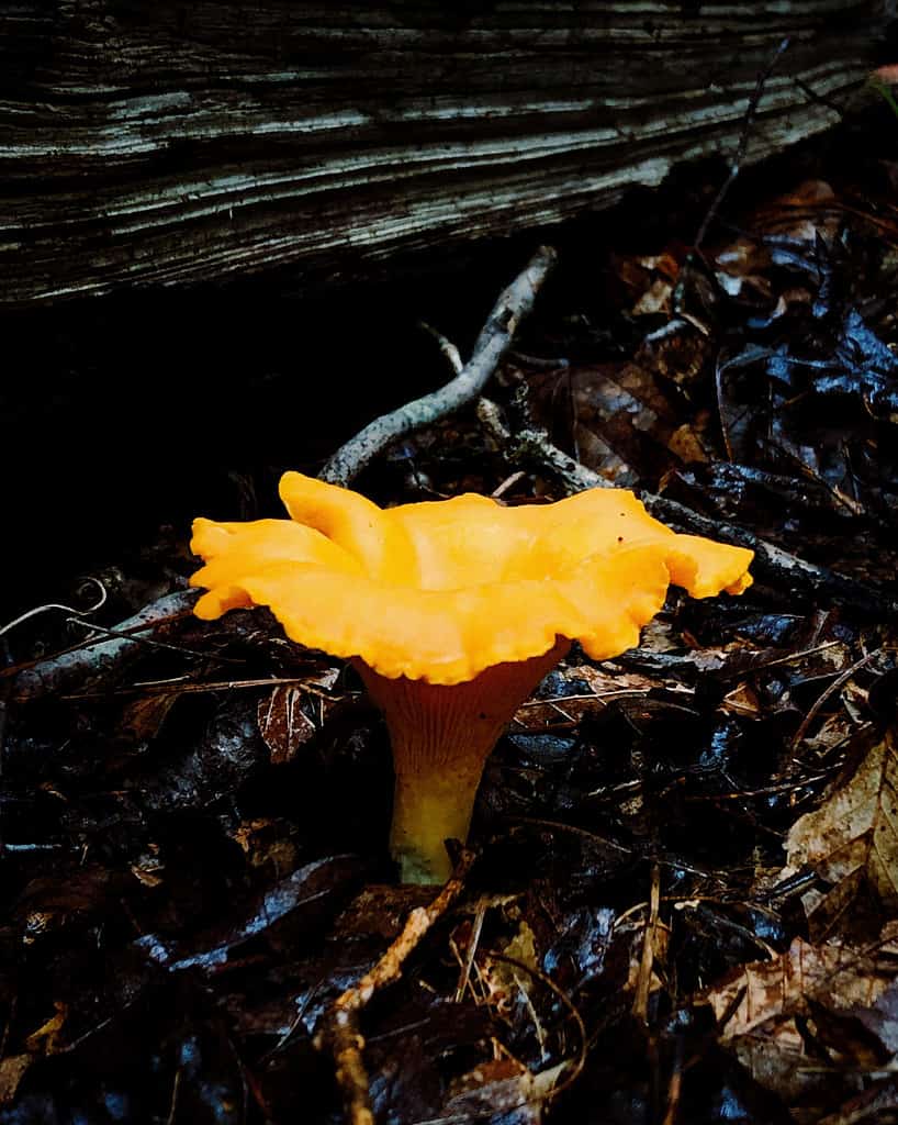 Small chanterelle- how to find chanterelle mushrooms