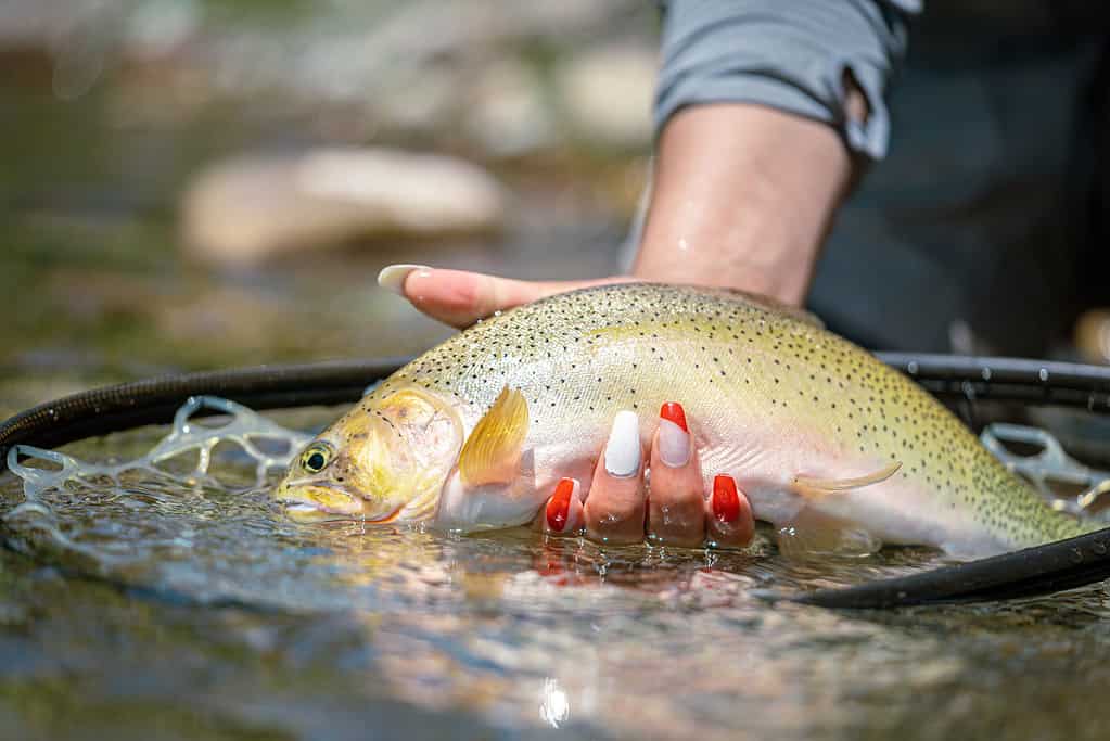 Rio Grande Cutthroat Trout (Oncorhynchus clarkii virginalis) 